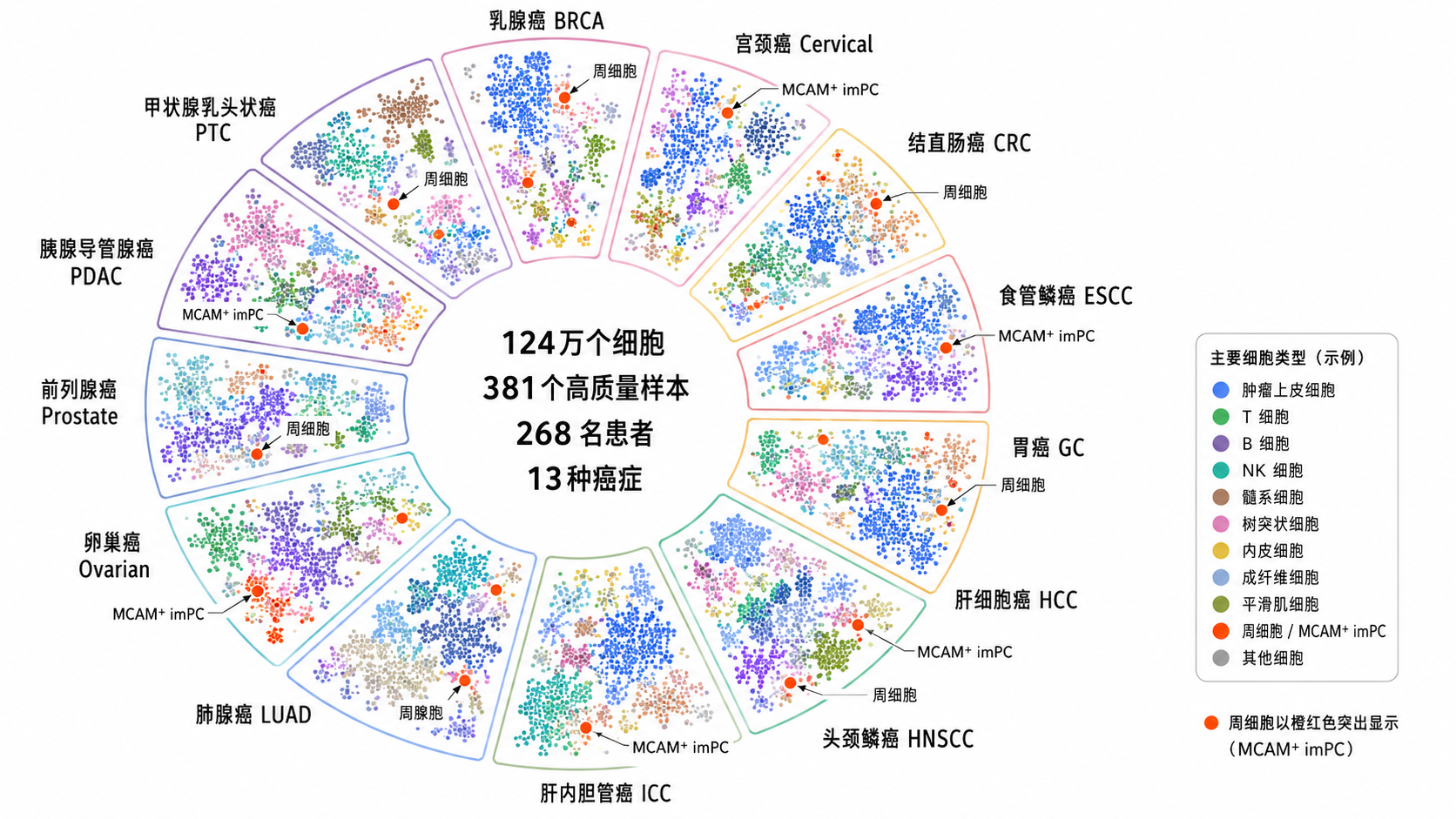 泛癌促血管生成单细胞图谱