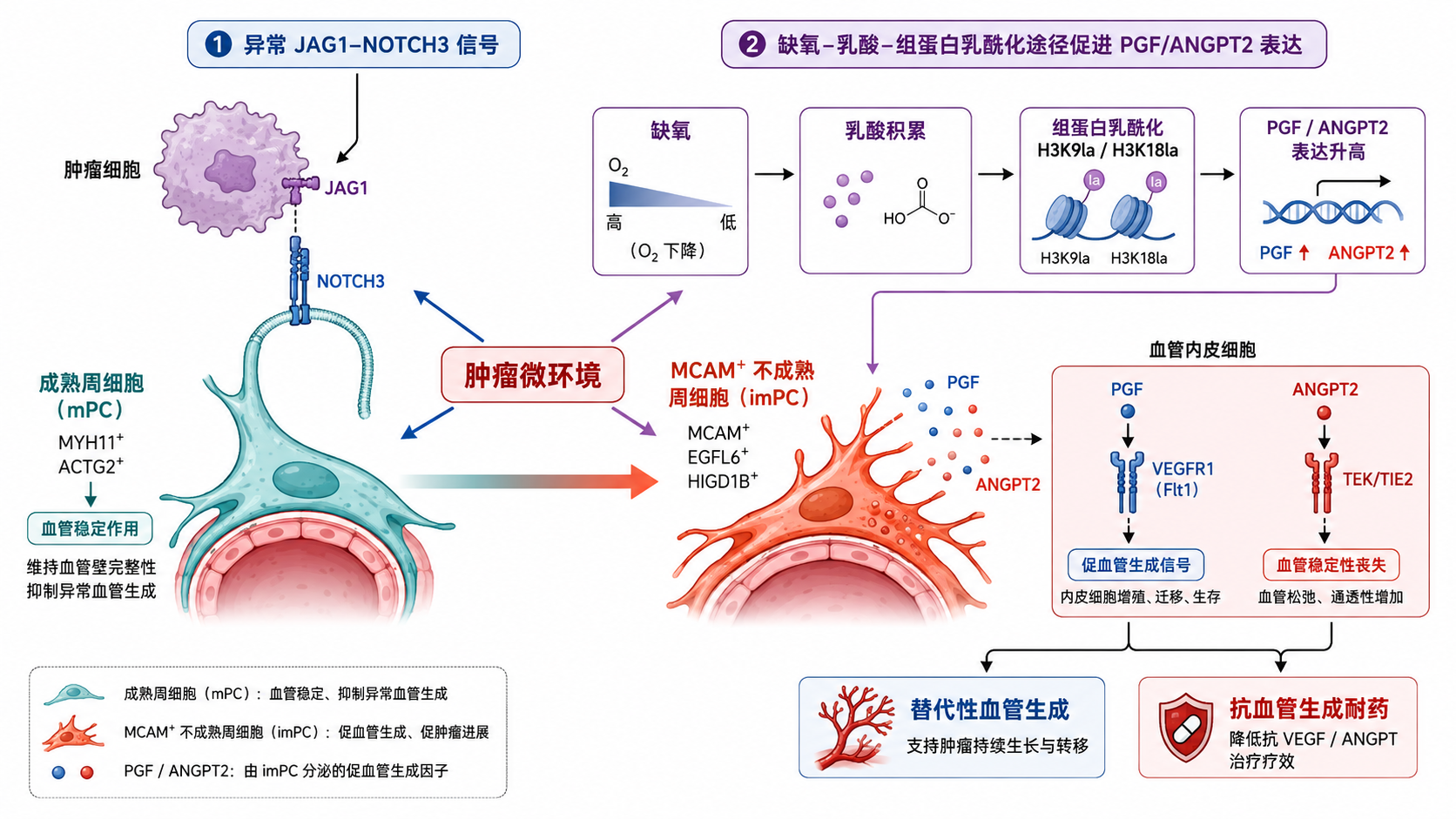 MCAM⁺不成熟周细胞的形成与激活机制